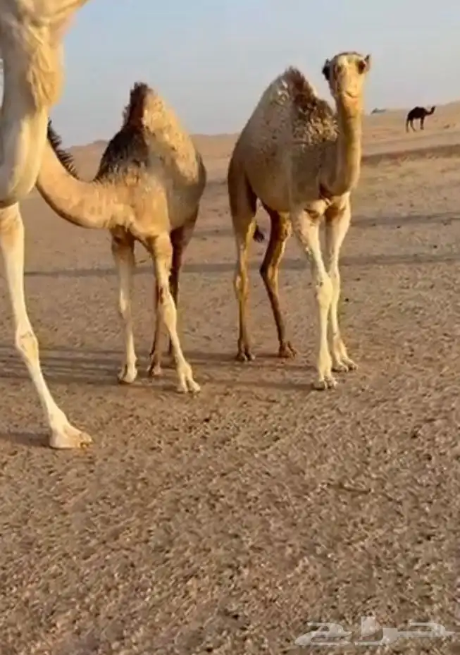 حشو للبيع 1
