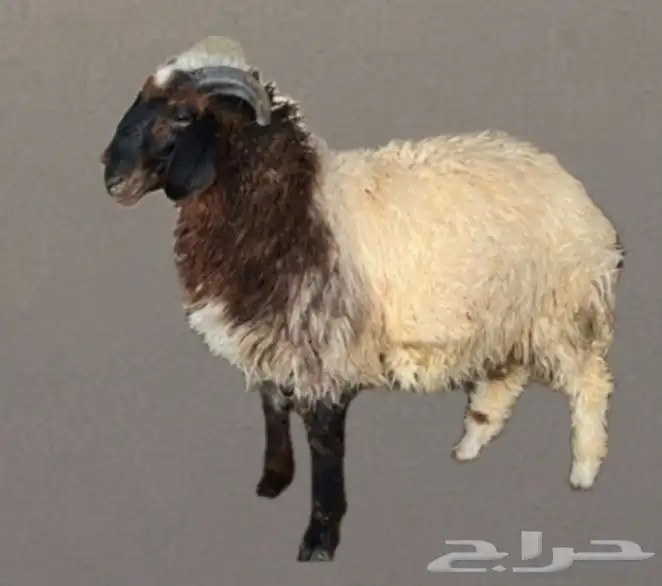 ذبايح برية بأسعار طيبة نعيمي حريات 0