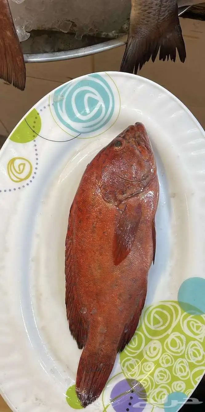 سمك وروبيان للبيع 9