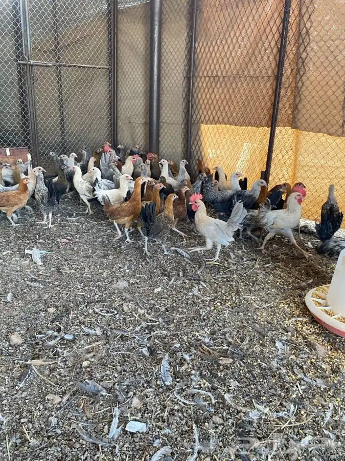 دجاج بلدي عمر 4شهور 0