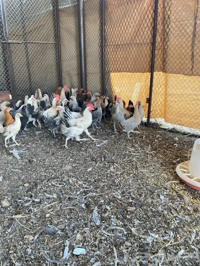 دجاج بلدي عمر 4شهور 1