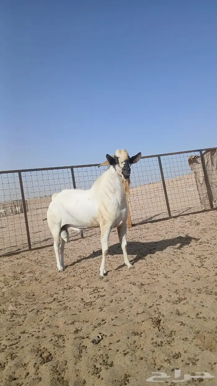 جفار بيشيات صنف انباعت 7