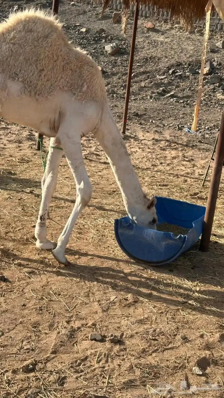 حاشي للبيع 3