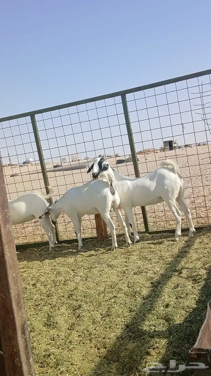 جفار بيشيات صنف انباعت 3