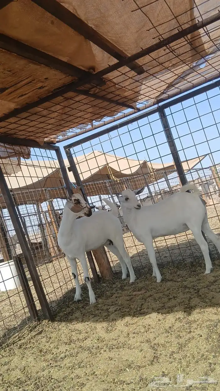 جفار بيشيات صنف انباعت 4