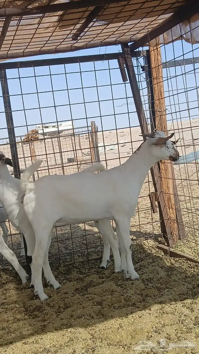 جفار بيشيات صنف انباعت 1