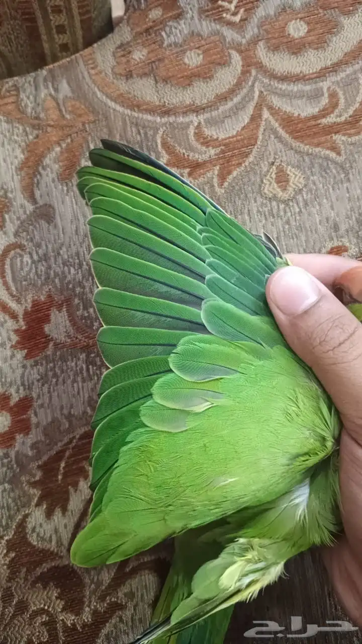 دره هندي 3