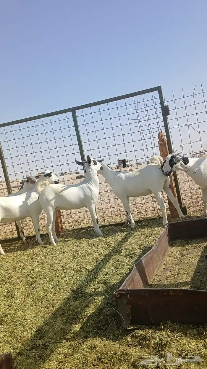 جفار بيشيات صنف انباعت 2