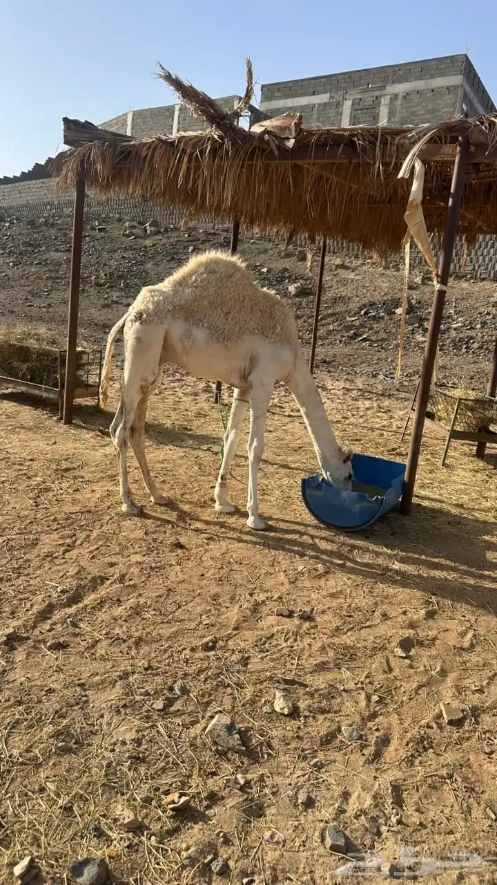 حاشي للبيع 2