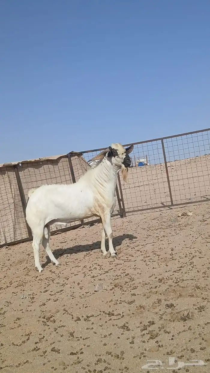 جفار بيشيات صنف انباعت 8