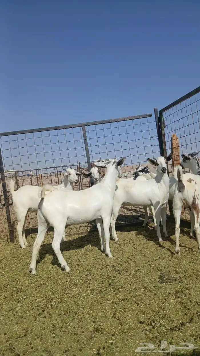 جفار بيشيات صنف انباعت 5