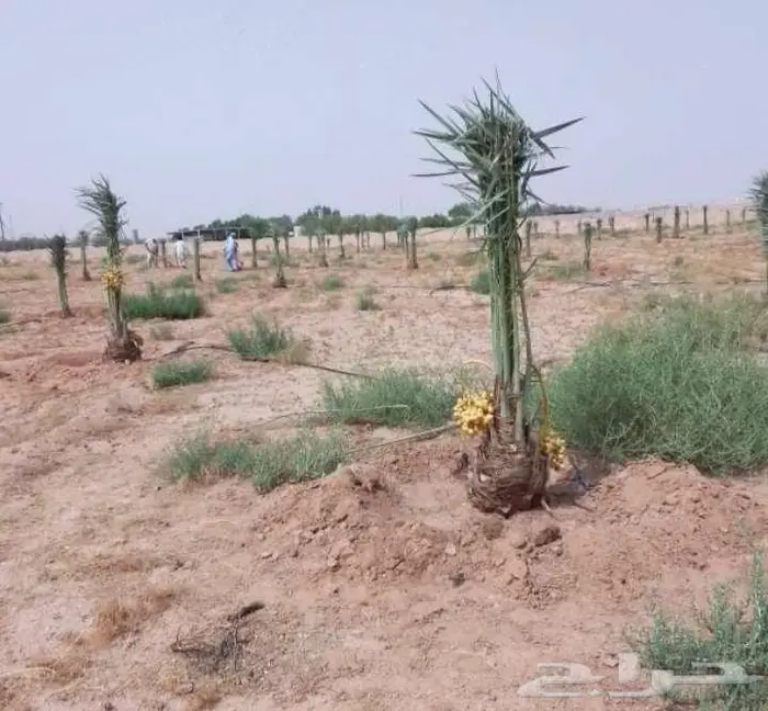 نخل للبيع عربي واشنطني خلاص صقعي مجدول سكري برحي شيشي ملوكي 1