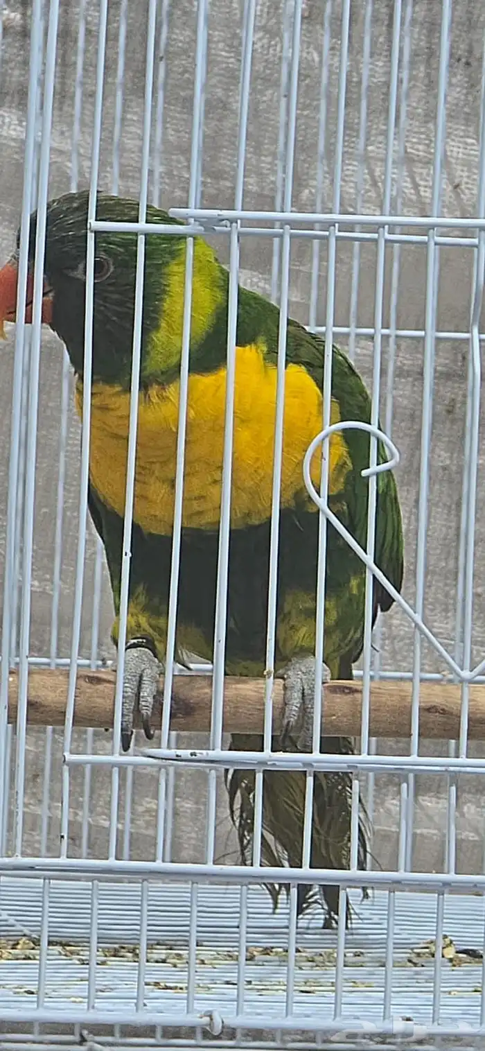 طير لوري 0