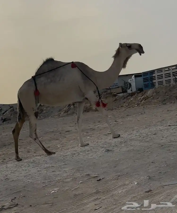 4نياق 2