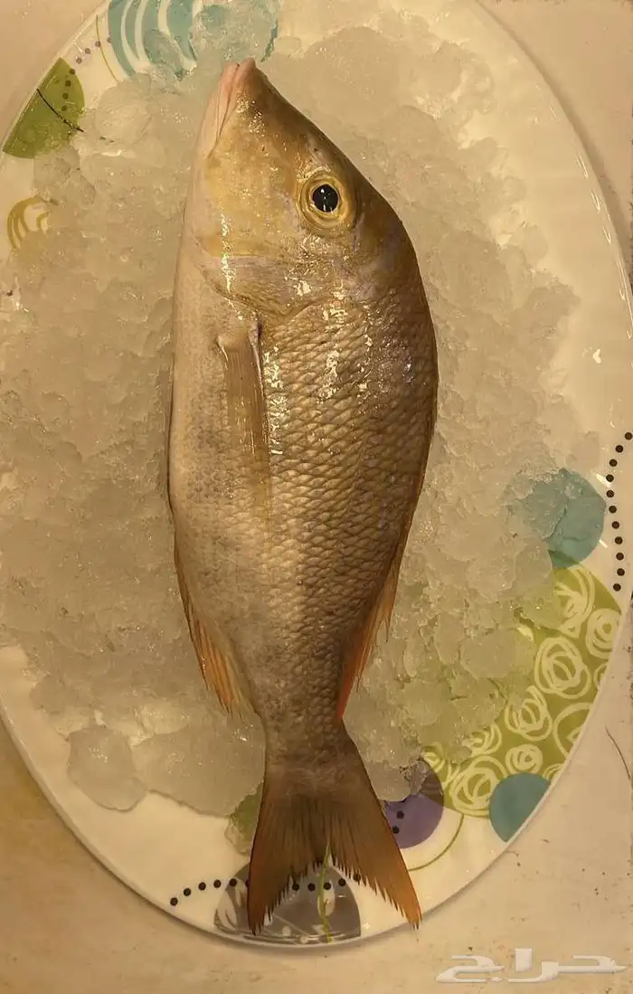 سمك وروبيان للبيع 8