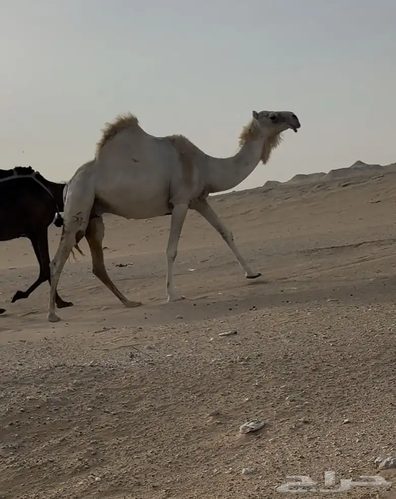 4نياق 3