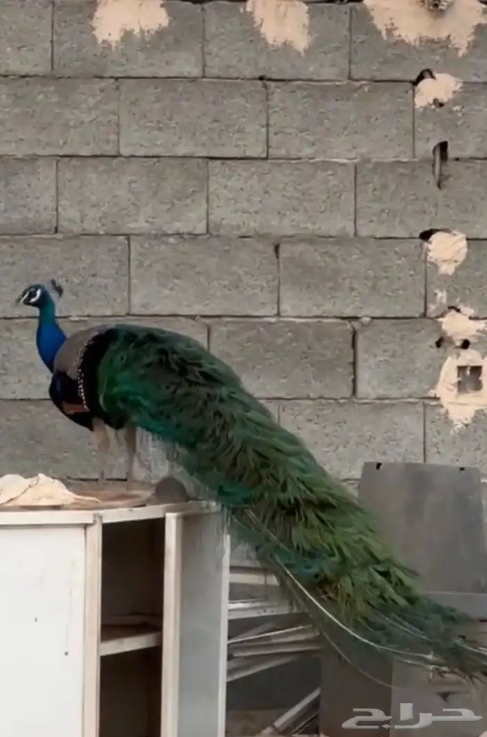 2 ذكور 2