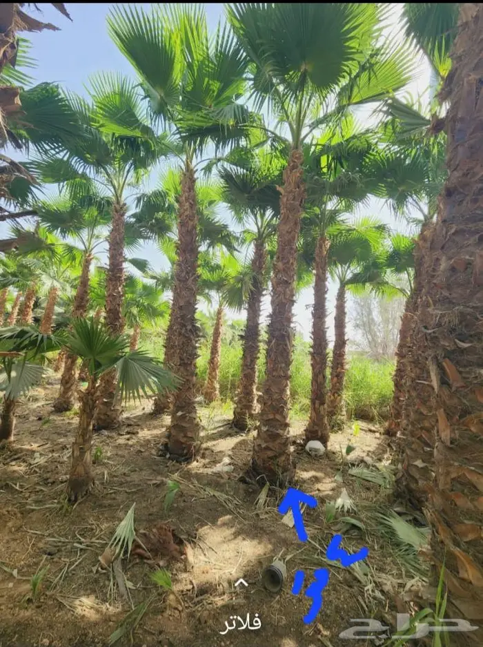 نخل واشنطونيا نخل عربي اشجار زينه اشجار مثمرة تنسيق حدائق 1