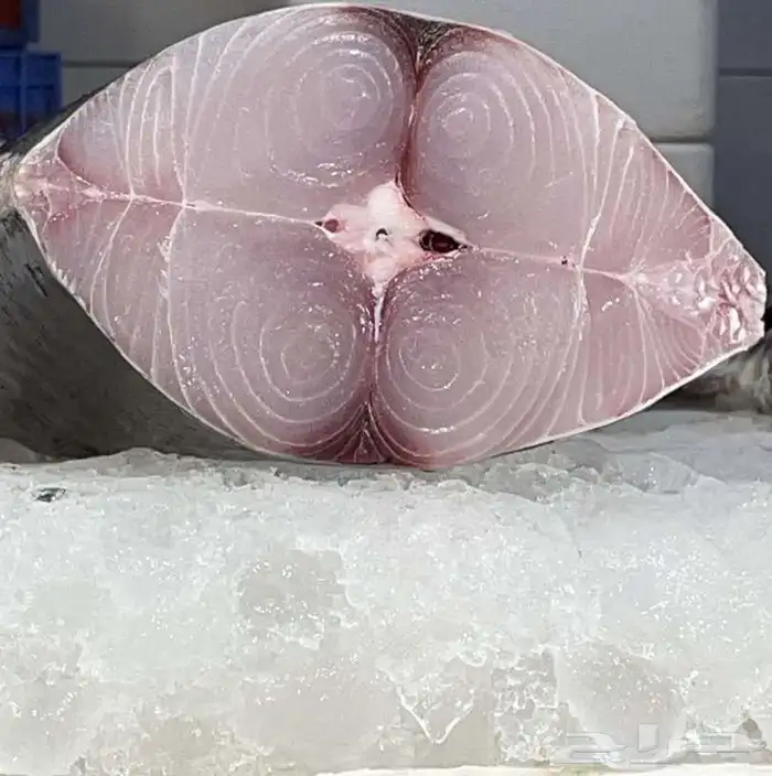 سمك وروبيان للبيع 11