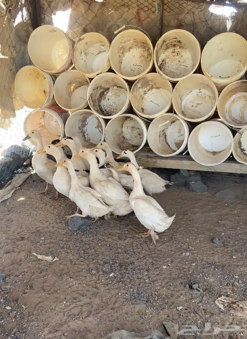 بط حمام دجاج 5
