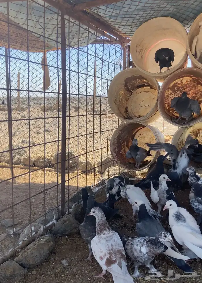 بط حمام دجاج 2