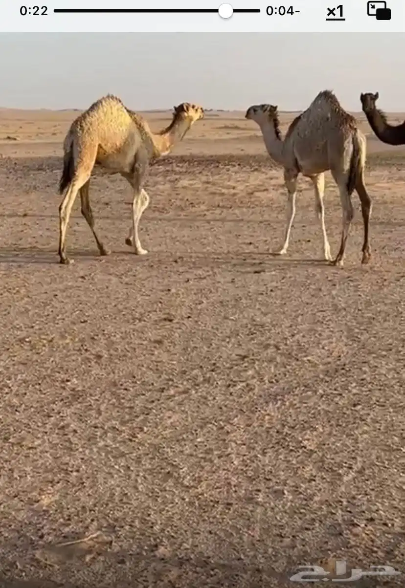 حشو للبيع 0