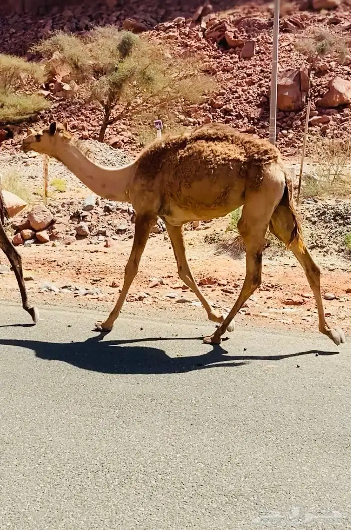 للبيع قعود سنه حق 0