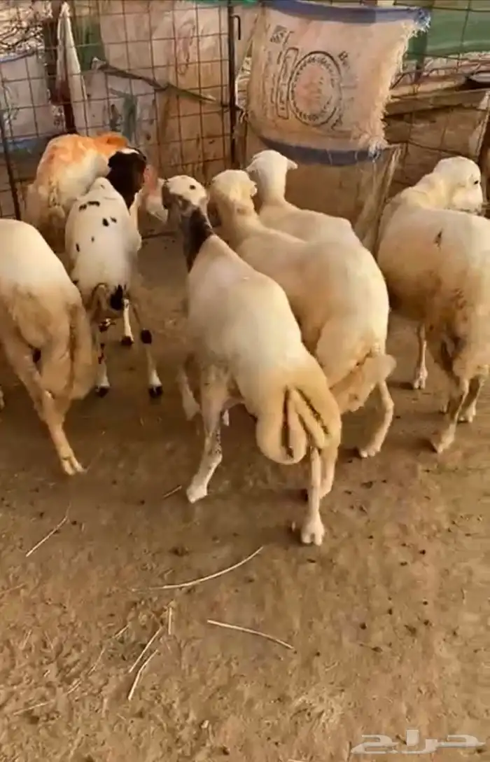 فران العدد 7 جذعان 0