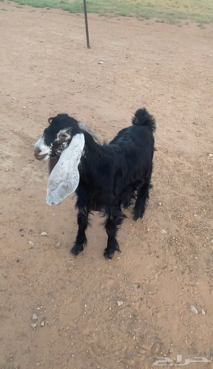 للبيع تيس 0