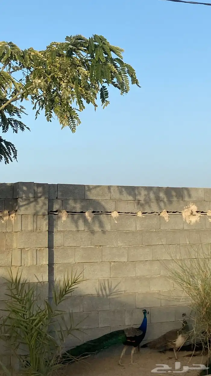 2 ذكور 5