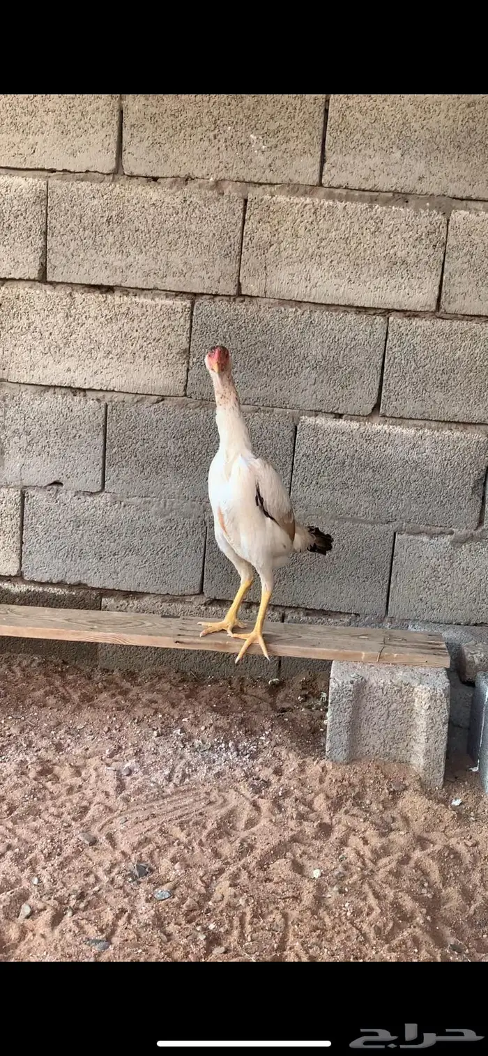 دجاج شامو يباني 3