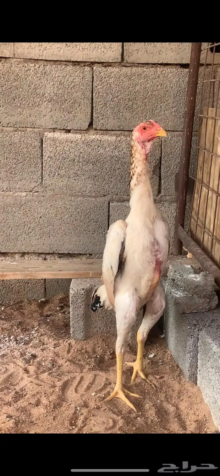 دجاج شامو يباني 2