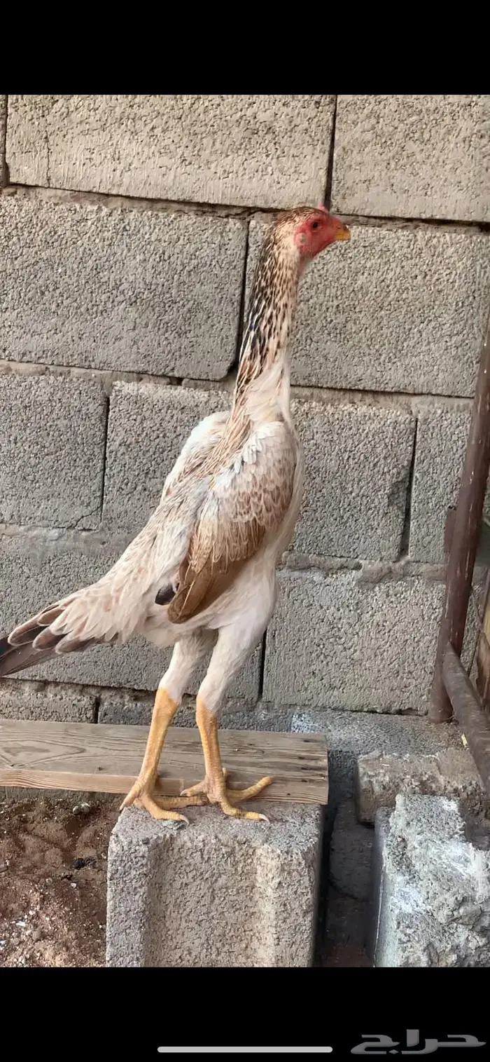 دجاج شامو يباني 1