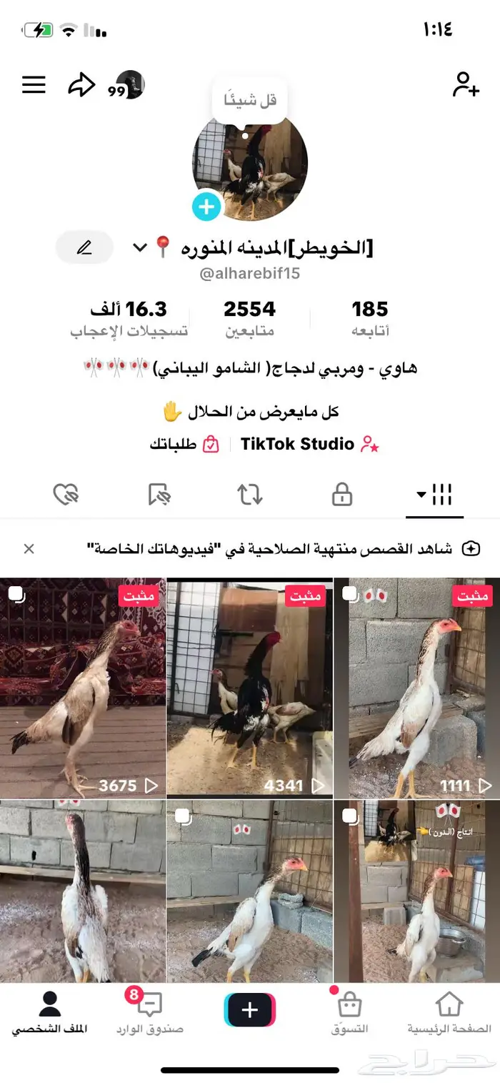 دجاج شامو يباني 0