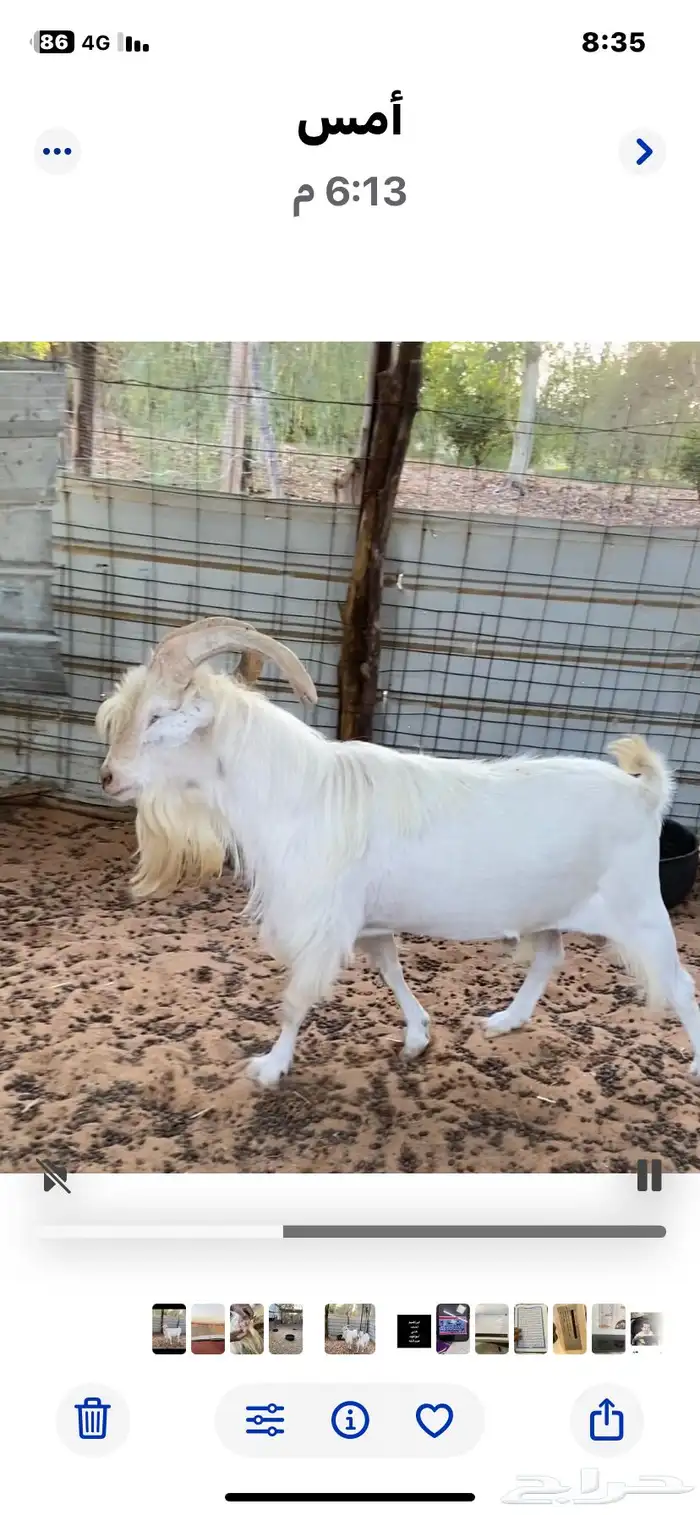 تيس السنان للبيع بالزلفي 2
