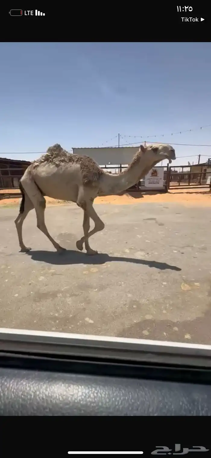 للبيع القعود الكفو الي على جميع الشروط سنه  حق 0