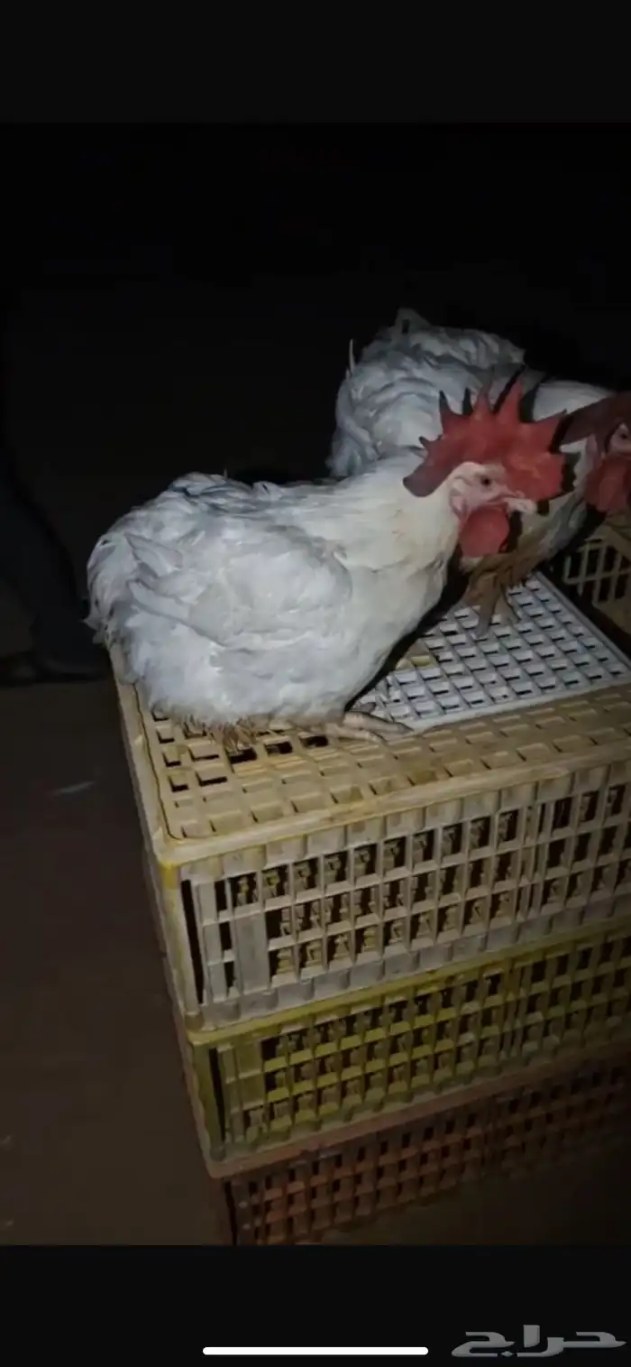 متوفر ديوك للبيع أوزان طيبه 0