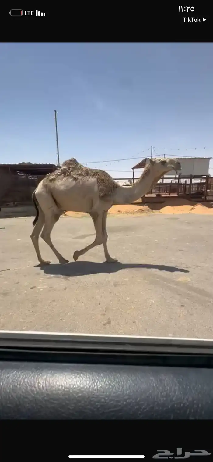 للبيع القعود الكفو الي على جميع الشروط سنه  حق 3