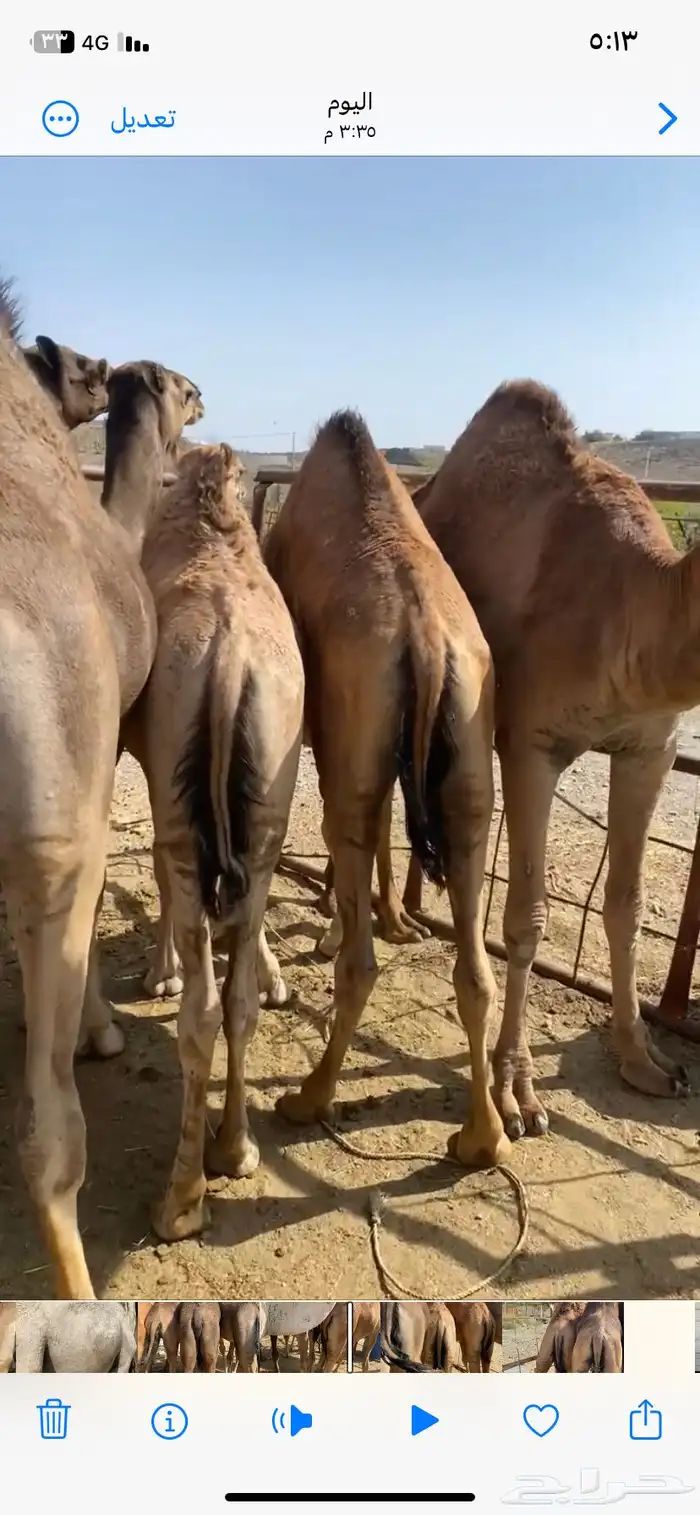 قعدان ناهيه يأهل المبادي والمناسبات 5