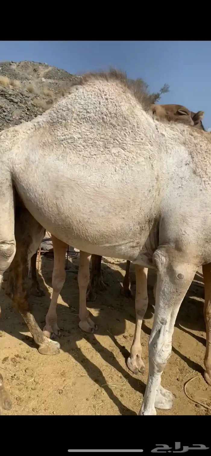 قعدان ناهيه يأهل المبادي والمناسبات 0