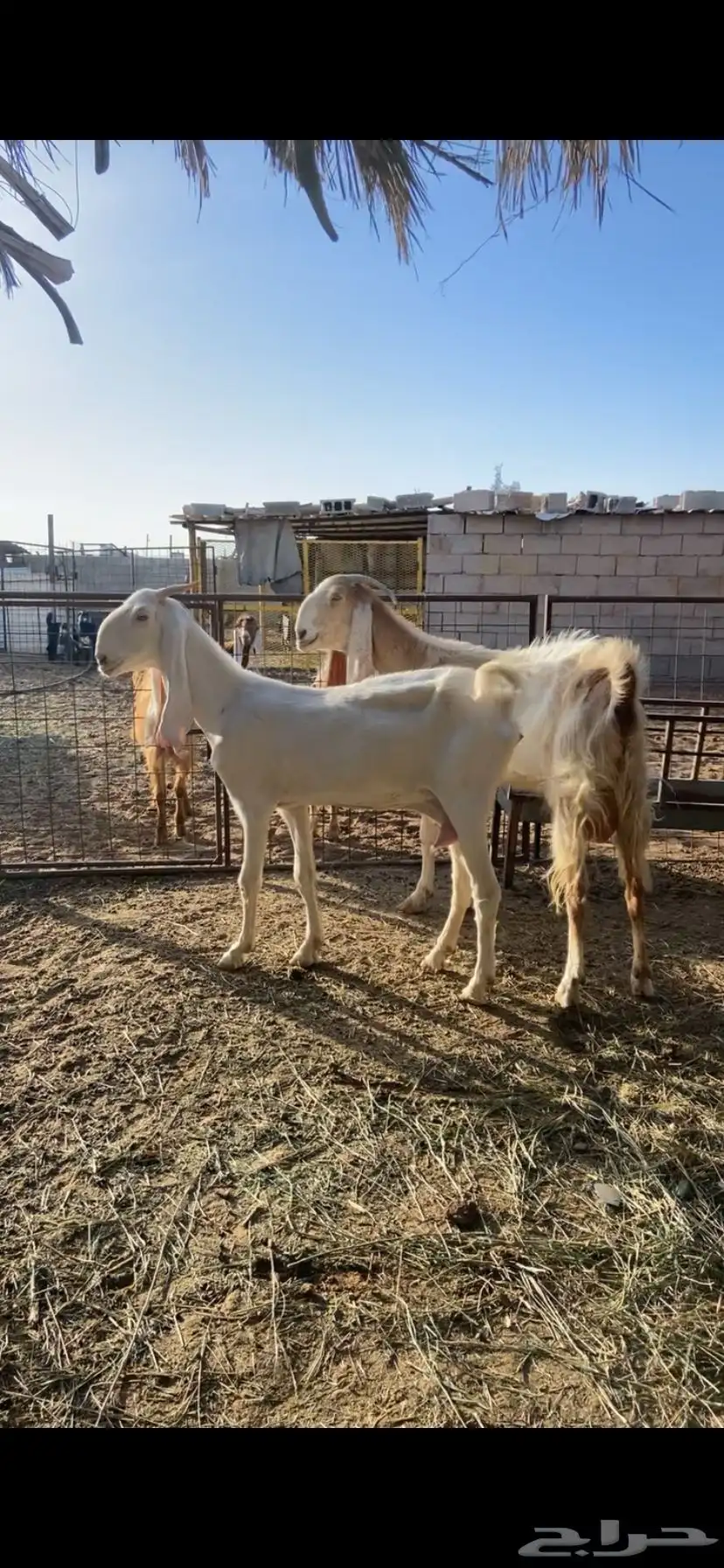 معزا مطورات صنف (حليب) 0