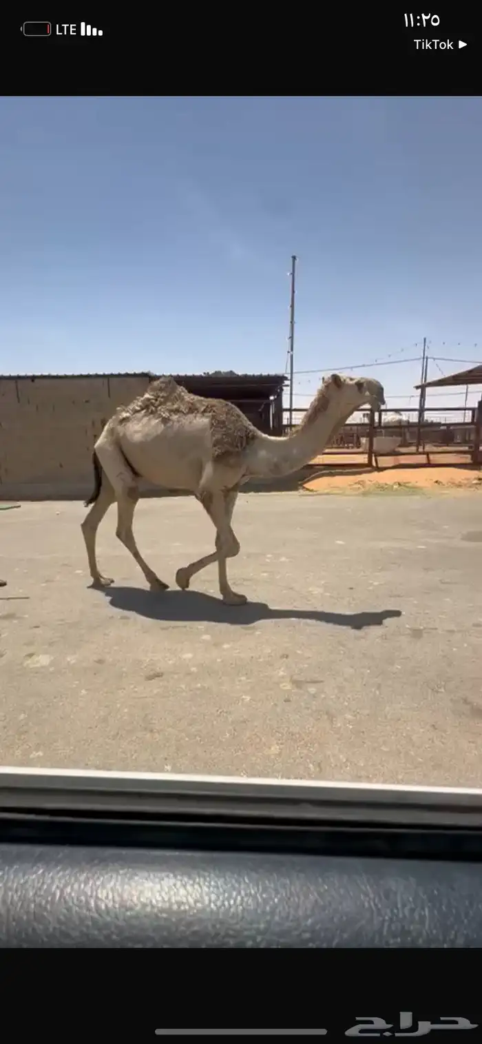 للبيع القعود الكفو الي على جميع الشروط سنه  حق 4
