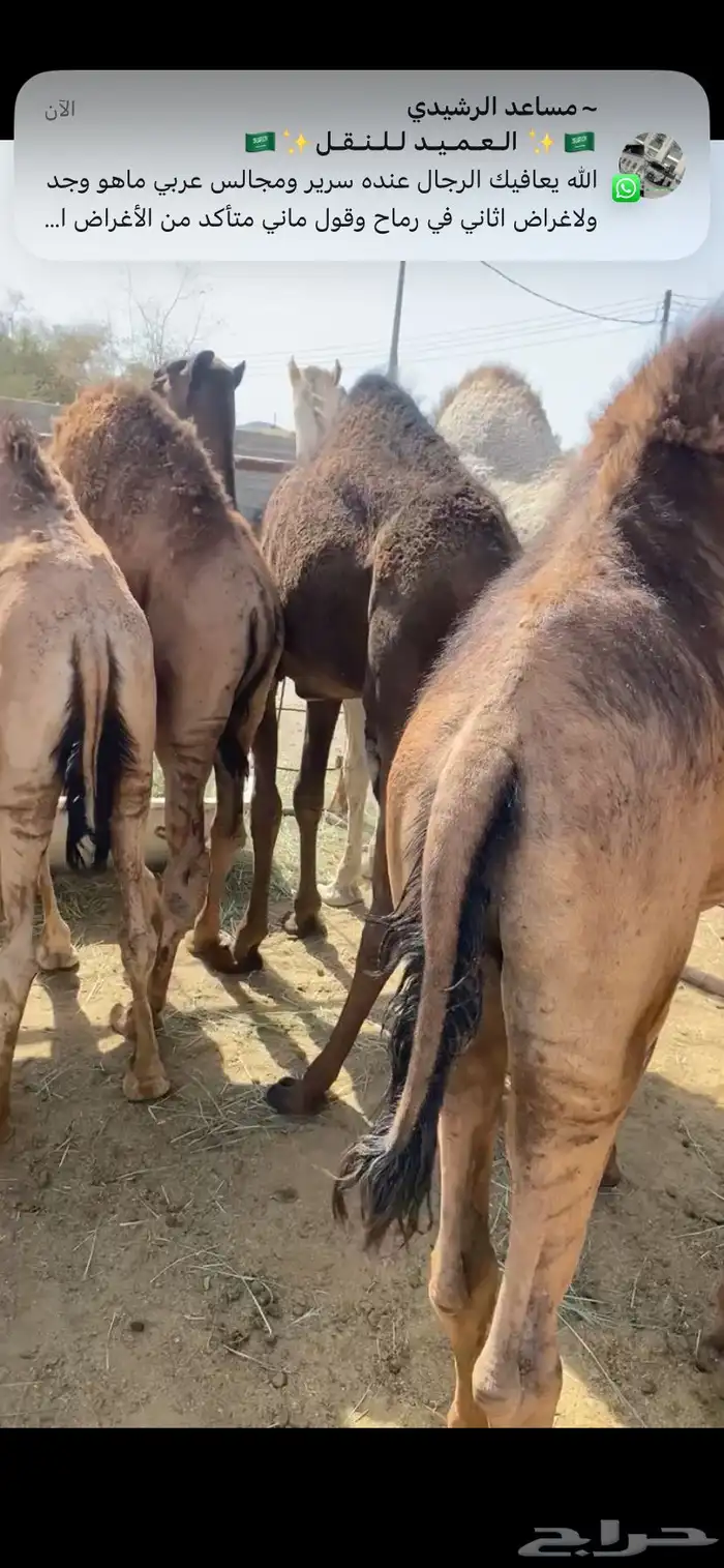 قعدان ناهيه يأهل المبادي والمناسبات 1