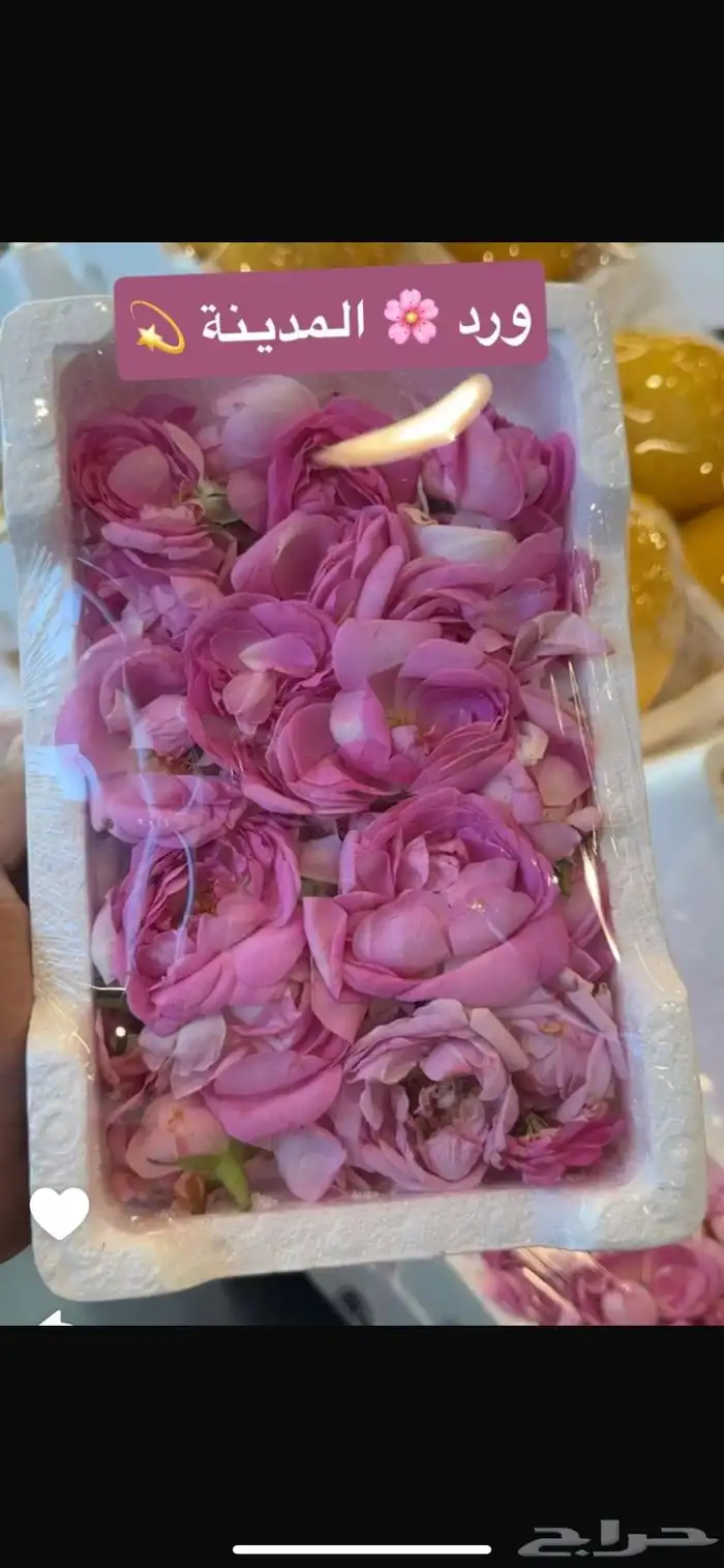 نعناع المدينه المنورة 1