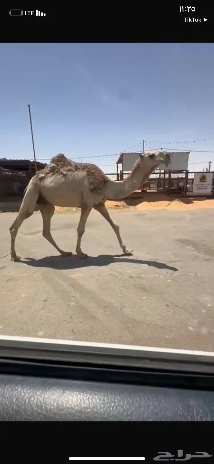 للبيع القعود الكفو الي على جميع الشروط سنه  حق 2