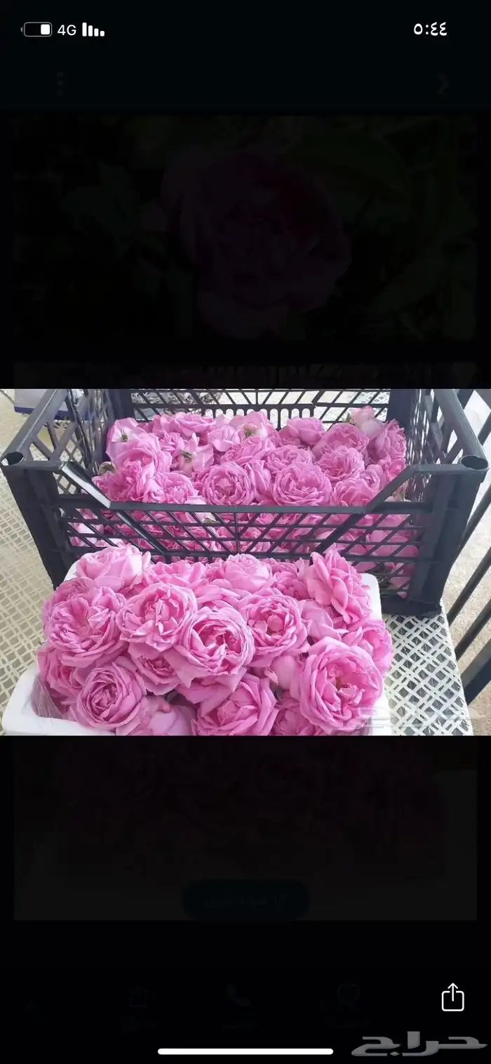 نعناع المدينه المنورة 2