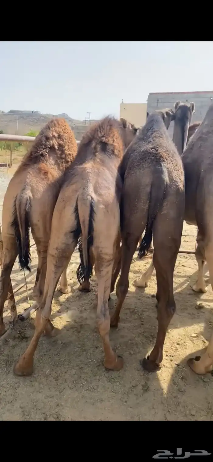 قعدان ناهيه يأهل المبادي والمناسبات 3