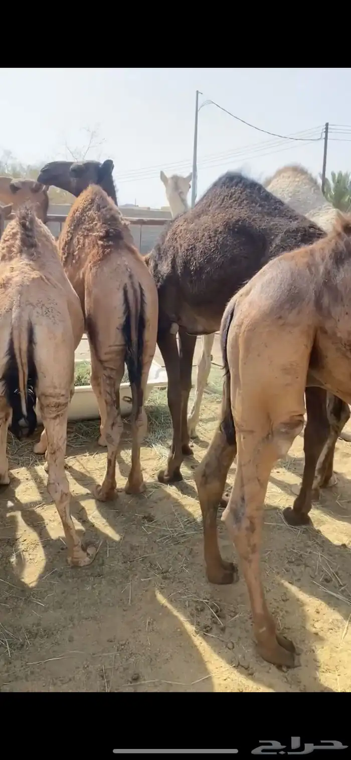 قعدان ناهيه يأهل المبادي والمناسبات 6