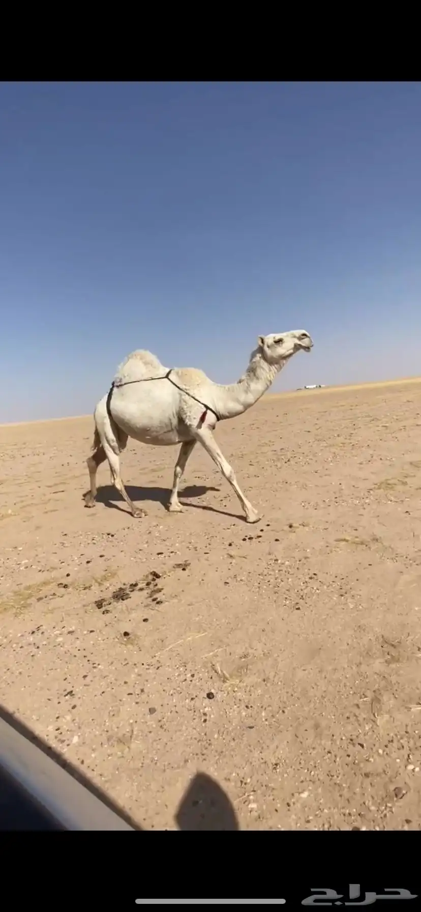 لقحه 0