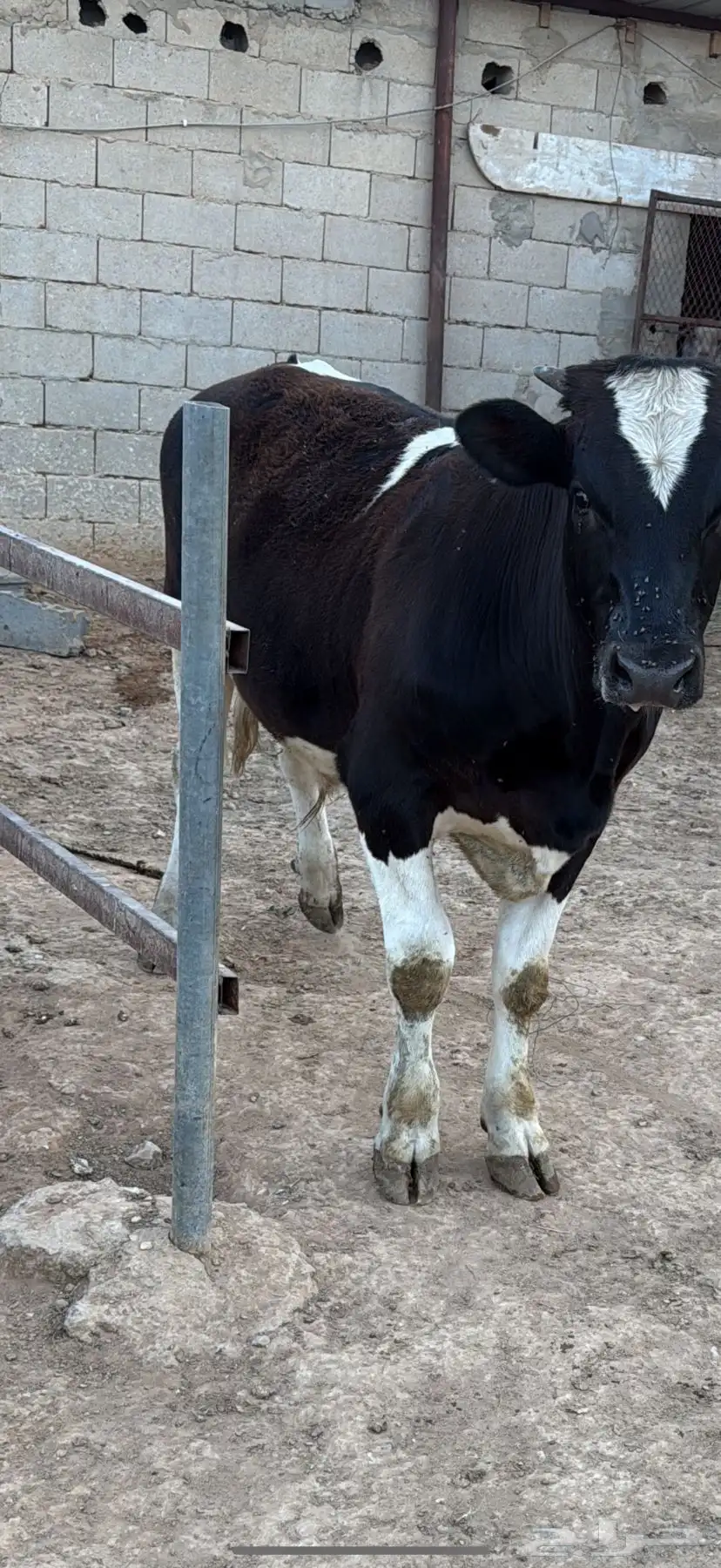عجل للبيع 1